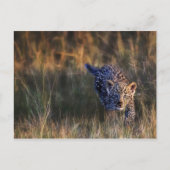 Leopard Cub Panthera Pardus Briefkaart (Voorkant)