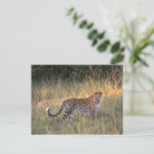 Leopard dans la carte postale de Savanna (Debout devant)