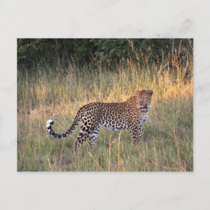 Leopard dans la carte postale de Savanna