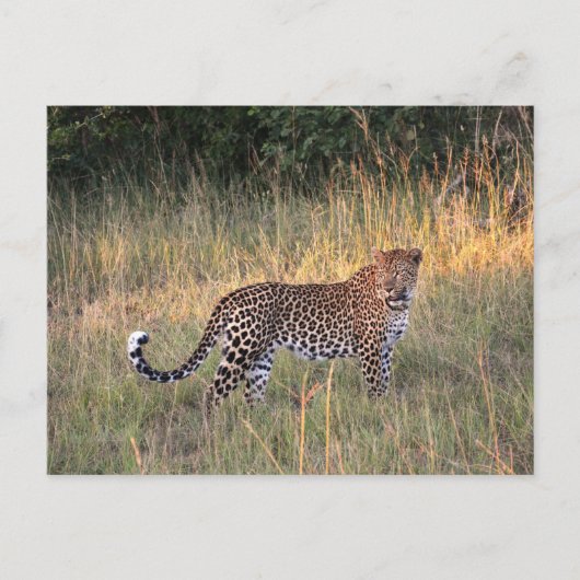Leopard dans la carte postale de Savanna (Devant)