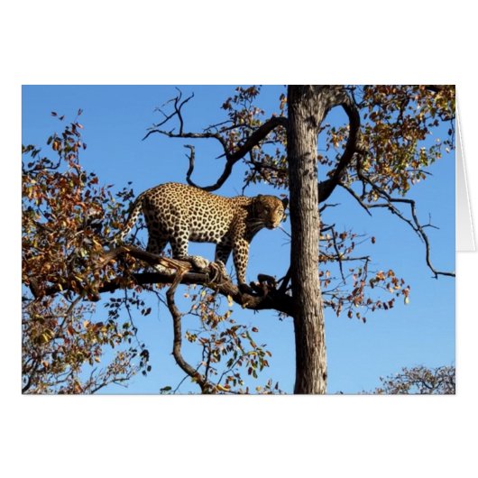 Leopard dans un arbre en Afrique (Devant horizontal)