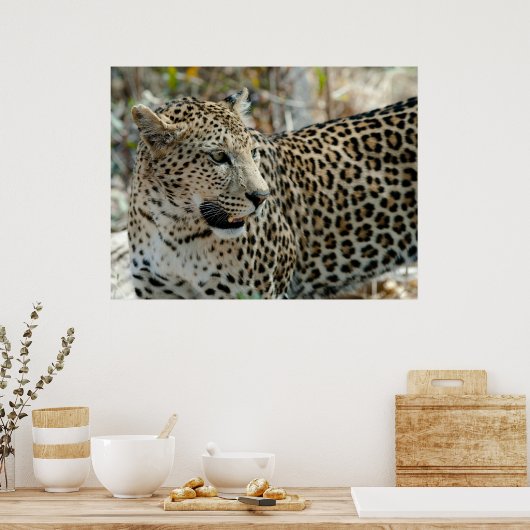 Leopard Face Side Uitzicht Poster (Keuken)