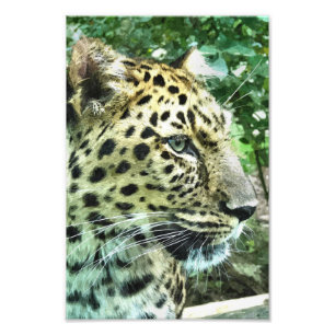 LEOPARD FOTO AFDRUK