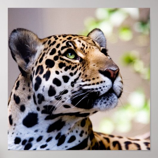 Leopard-foto Poster (Voorkant)