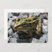 Leopard Frog Post Card Briefkaart (Voorkant / Achterkant)