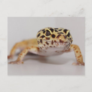 Leopard Gecko Briefkaart