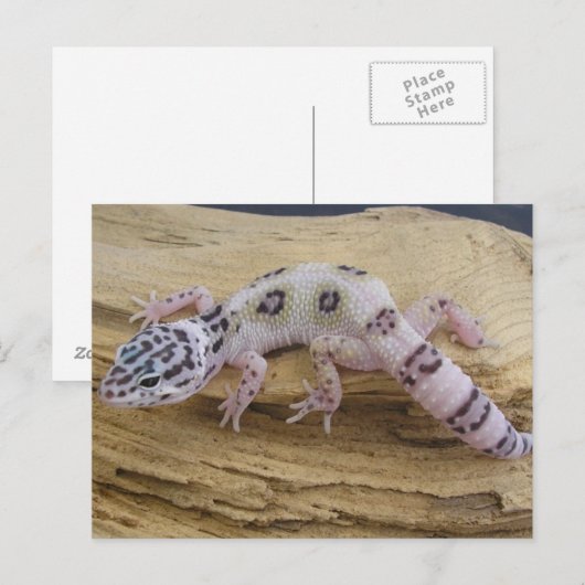 Leopard Gecko Briefkaart (Voorkant / Achterkant)