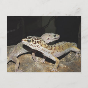 Leopard gecko-design voor alle gekko-liefhebbers! briefkaart