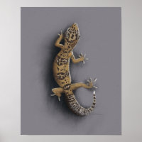 Leopard gecko