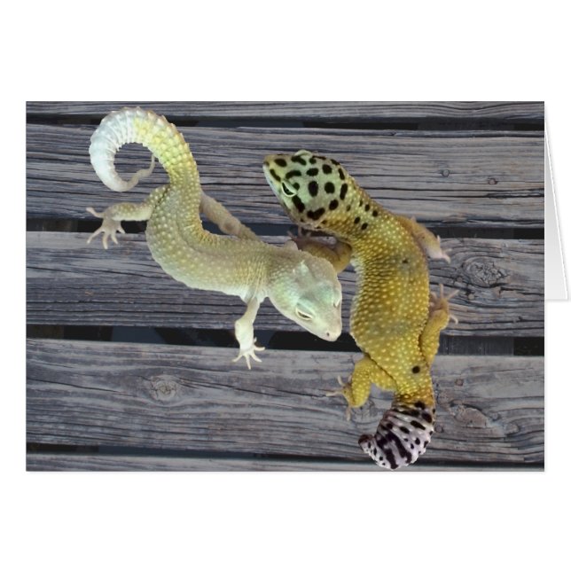 Leopard Geckos - Manteau de plusieurs couleurs (Devant horizontal)