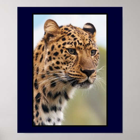 Leopard Head Shot Poster (Voorkant)