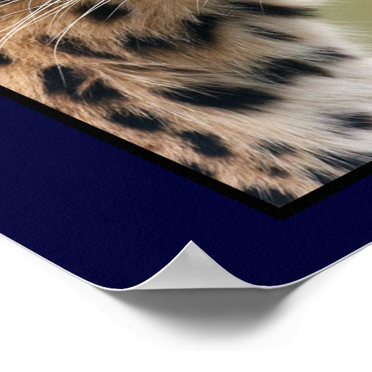 Leopard Head Shot Poster (Hoek)