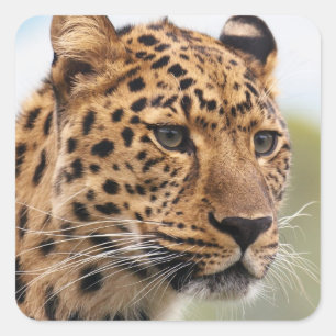 Leopard Head Shot Vierkante Sticker
