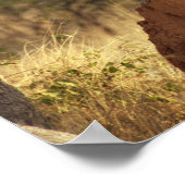 Leopard in Namibië, Afrika Poster (Hoek)