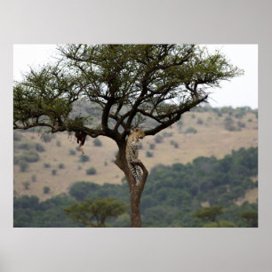 Leopard in Tree - Safari Wildlife Fine Art Print