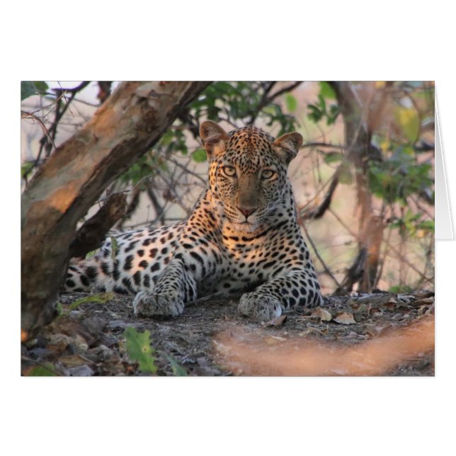 Leopard-kaart (Voorkant Horizontaal)