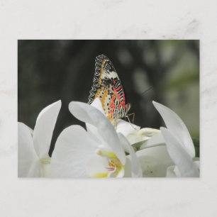 Leopard Lacewing Butterfly op White Orchid Postcar Briefkaart