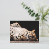 Leopard Laying op haar rug Briefkaart (Staand voorkant)