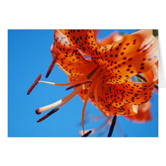Leopard lily