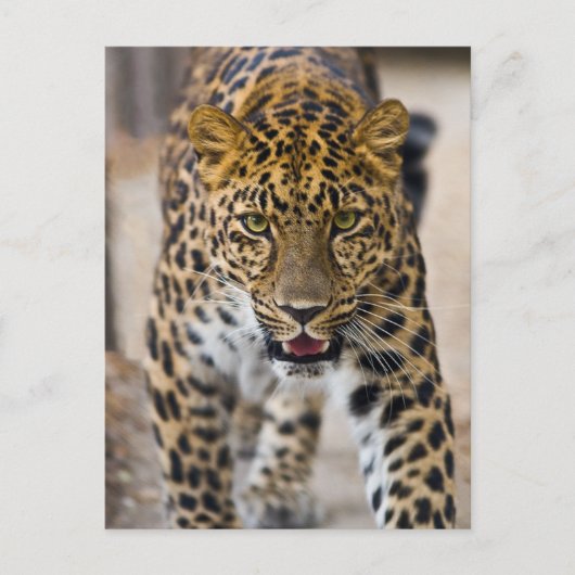 Leopard-lopende foto briefkaart (Voorkant)