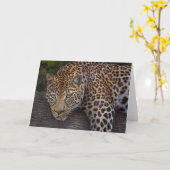 Leopard Lounging Kaart (Gele Bloem)