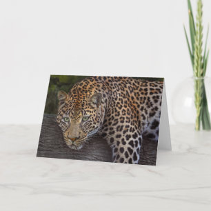 Leopard Lounging Kaart