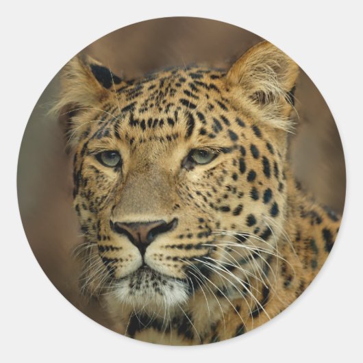 leopard lovers ronde sticker (Voorkant)