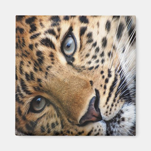 Leopard Magneet (Voorkant)