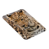 Leopard Magnet Magneet (Rechterzijde)