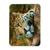 Leopard Magnet Magneet (Verticaal)
