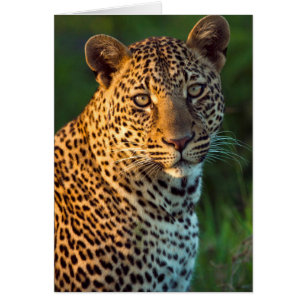 Léopard mâle (Panthera Pardus) Jeune adulte