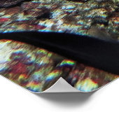 Leopard Moray Poster (Hoek)