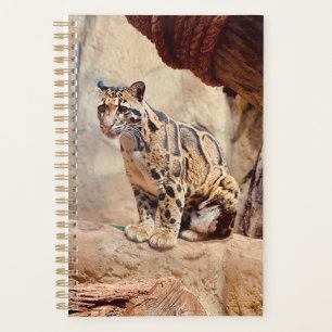 léopard nébuleux image nature faune exotique