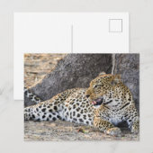 Leopard neerleggen op een grond briefkaart (Voorkant / Achterkant)