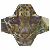 Leopard obscurci (Plat)