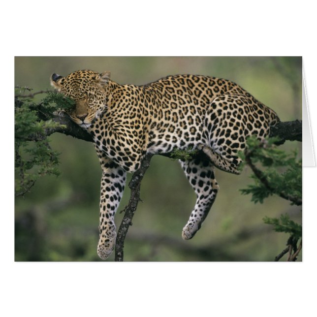 Léopard, (Panthera pardus), Kenya, Masai Mara (Devant horizontal)