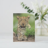Leopard, Panthera pardus, Sabi Sabi Game Briefkaart (Staand voorkant)