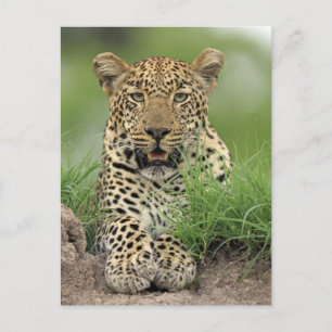 Leopard, Panthera pardus, Sabi Sabi Game Briefkaart