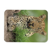 Leopard, Panthera pardus, Sabi Sabi Game Magneet (Horizontaal)