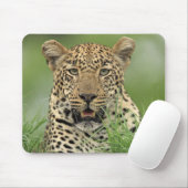 Leopard, Panthera pardus, Sabi Sabi Game Muismat (Met muis)