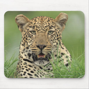 Leopard, Panthera pardus, Sabi Sabi Game Muismat