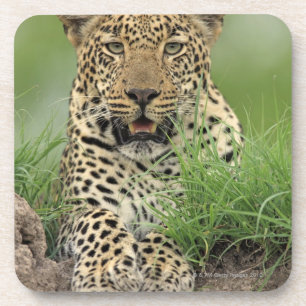 Leopard, Panthera pardus, Sabi Sabi Game Onderzetter