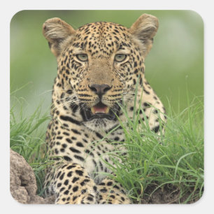 Leopard, Panthera pardus, Sabi Sabi Game Vierkante Sticker