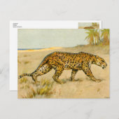 Leopard, pastel, kunstenaar onbekend briefkaart (Voorkant / Achterkant)