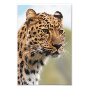 Leopard Photo Foto Afdruk