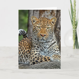 Leopard Portrait Kaart