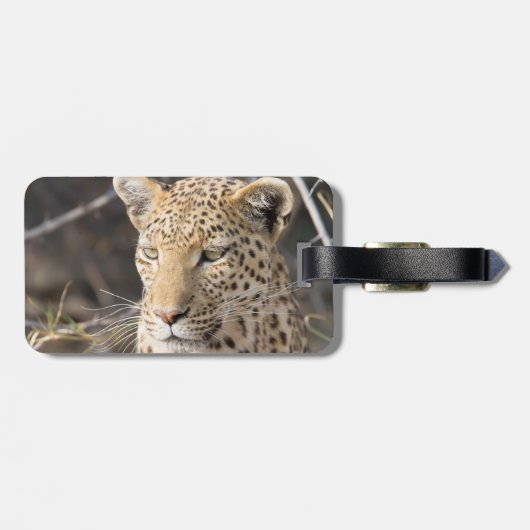 Leopard portret bagagelabel (Achterkant horizontaal)