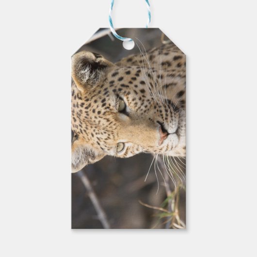 Leopard portret cadeaulabel (Voorkant)