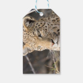 Leopard portret cadeaulabel (Achterkant)