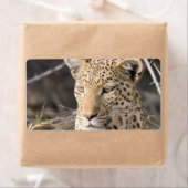 Leopard portret etiket (Insitu)
